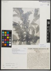 Foto von Salix neodaviesii Bornm. & Goerz